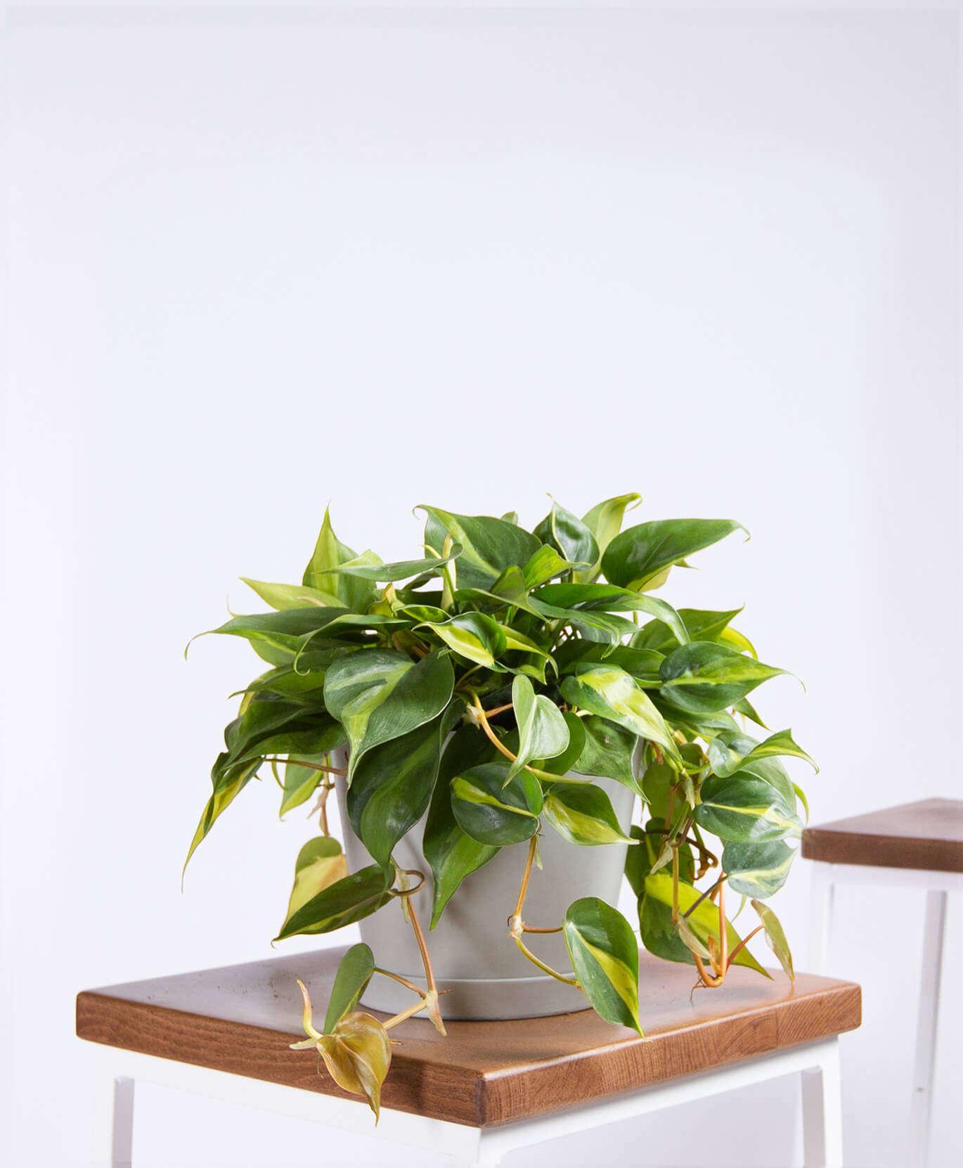 Philodendron Brasil 