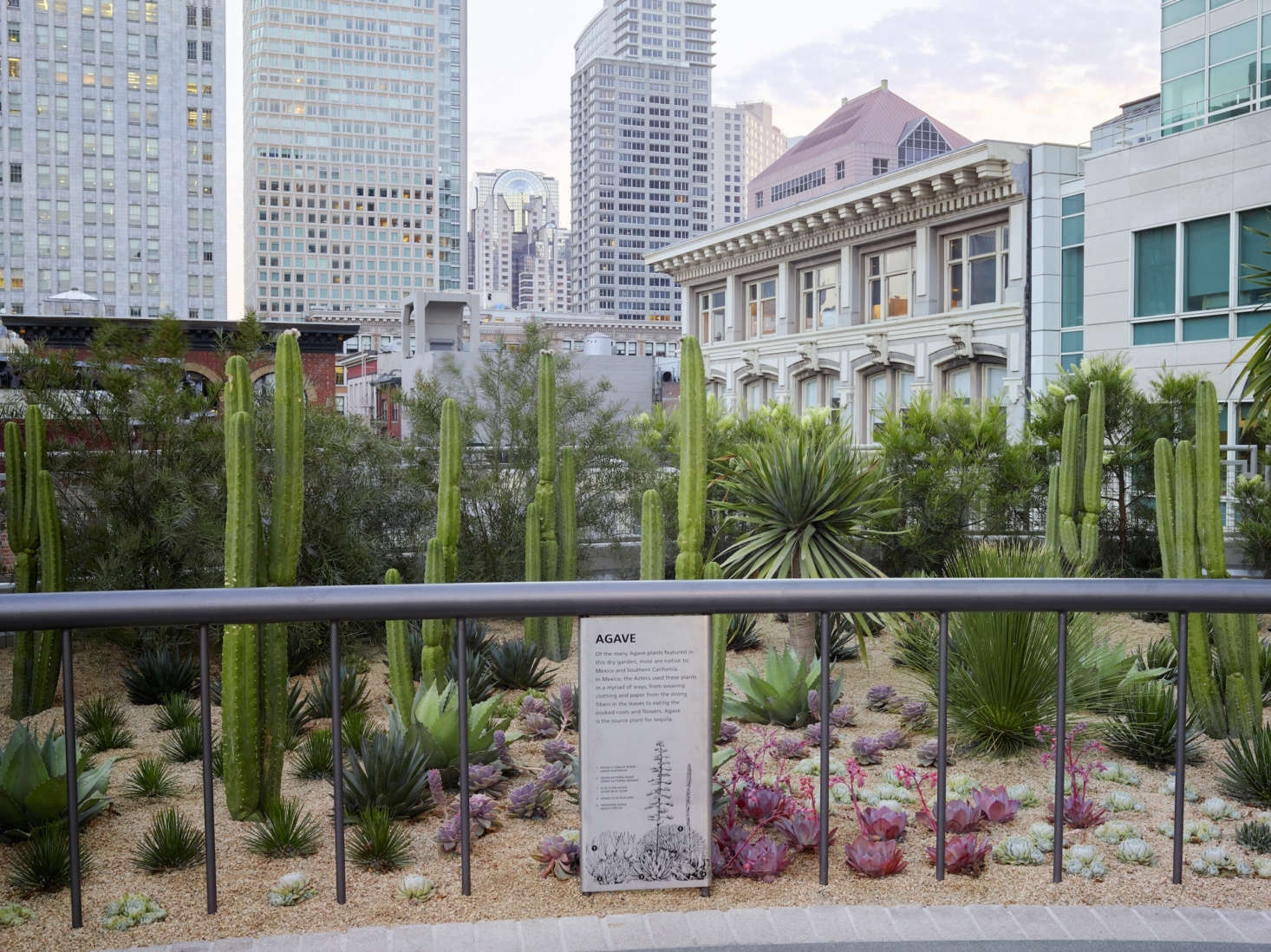 The feature gardens focus on species specifically adapted to the climate of the San Francisco Bay Area, and even more specifically, the microclimates found on this urban rooftop. Seen here is the Desert Garden featuring San Pedro cactus, dasyliron, dragon trees, and various species of agave. Photograph by Marion Brenner.