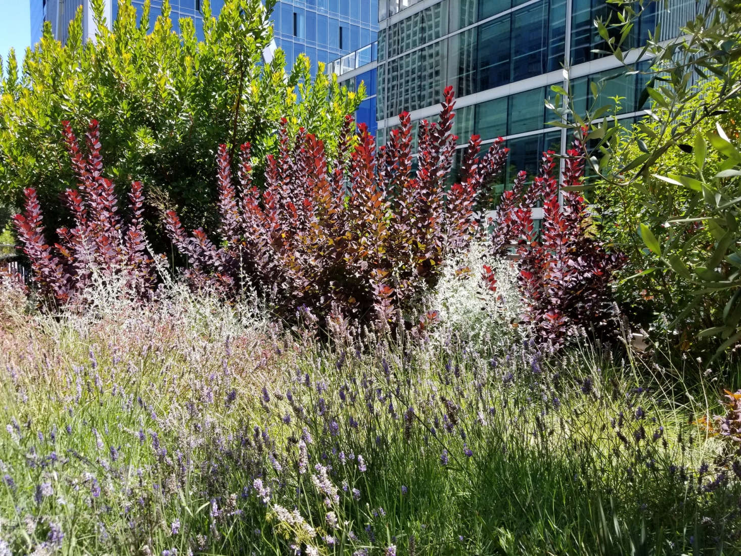 Feature gardens ring the outside edge of the park; shown here is the Mediterranean Basin Garden, featuring smokebush, lavender, germander, cork oaks, and olives. Photograph by Jenny Corlett/PWP.