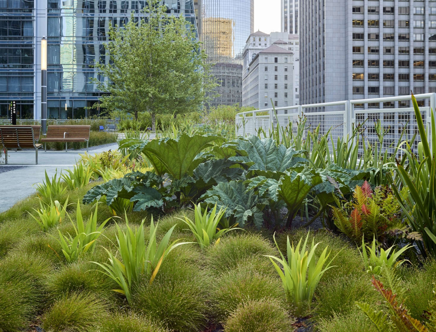 The perimeter of the park is made up of feature gardens. The Wetland Garden features rushes, irises, gunneras and other wetland species that help polish gray water produced in the restroom sinks within the building. Photograph by Marion Brenner.