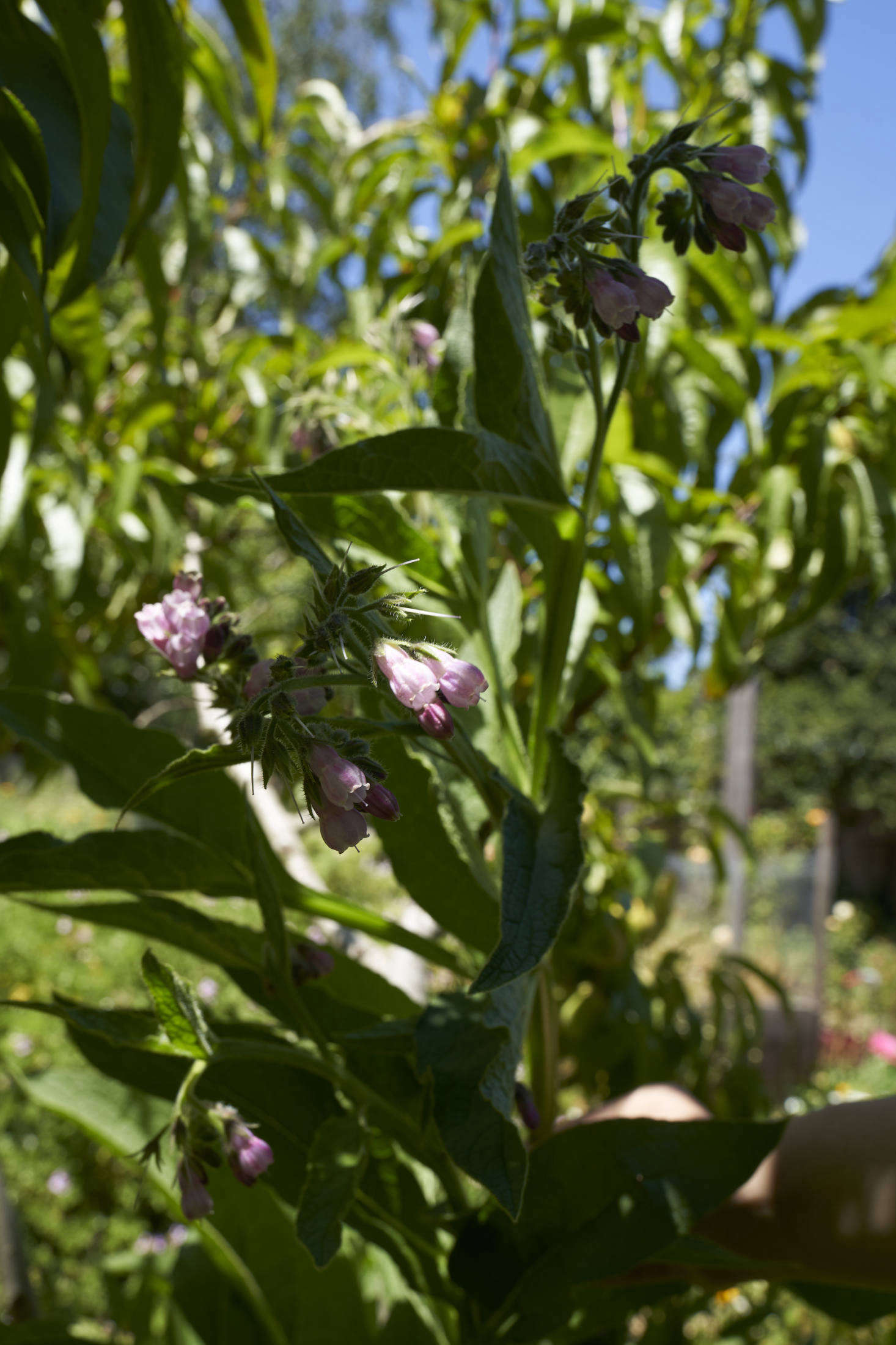 Charming comfrey works double duty: as a botanical, it