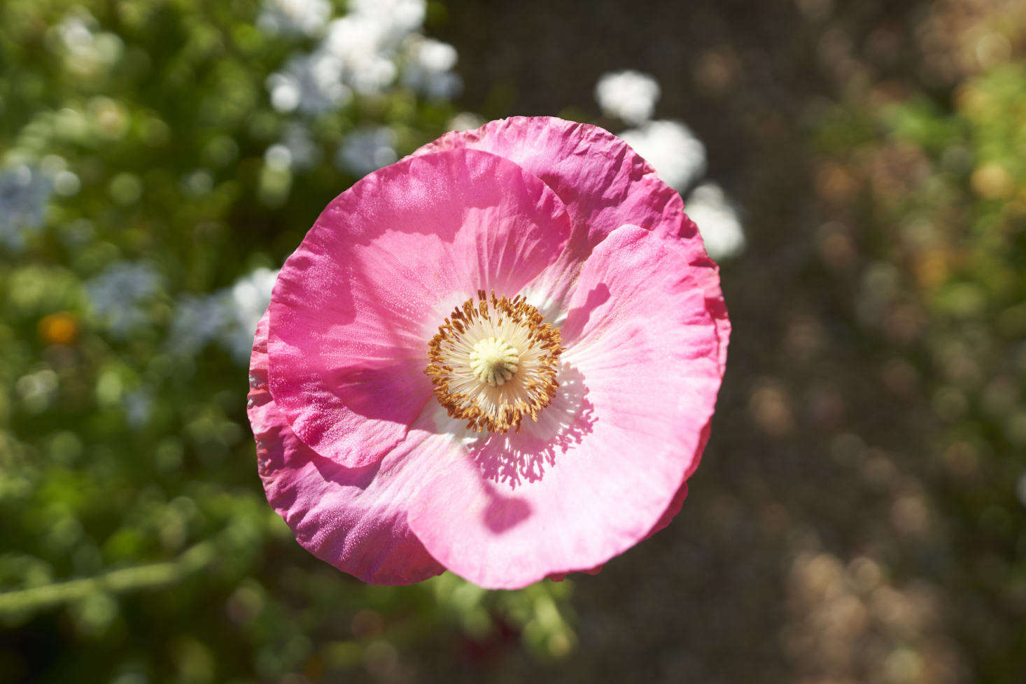 Flowers, such as this pretty in pink poppy, that are for Justine