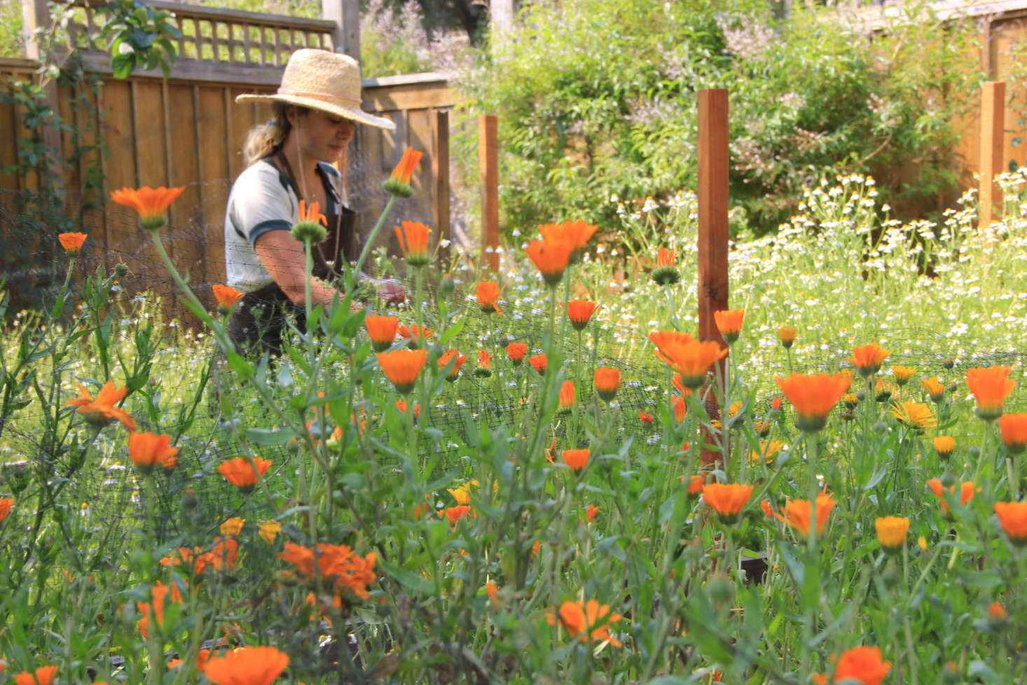 One of the aestheticians who works at Skin Remedy harvests fresh (and calming) chamomile. Photograph by Justine Kahn.