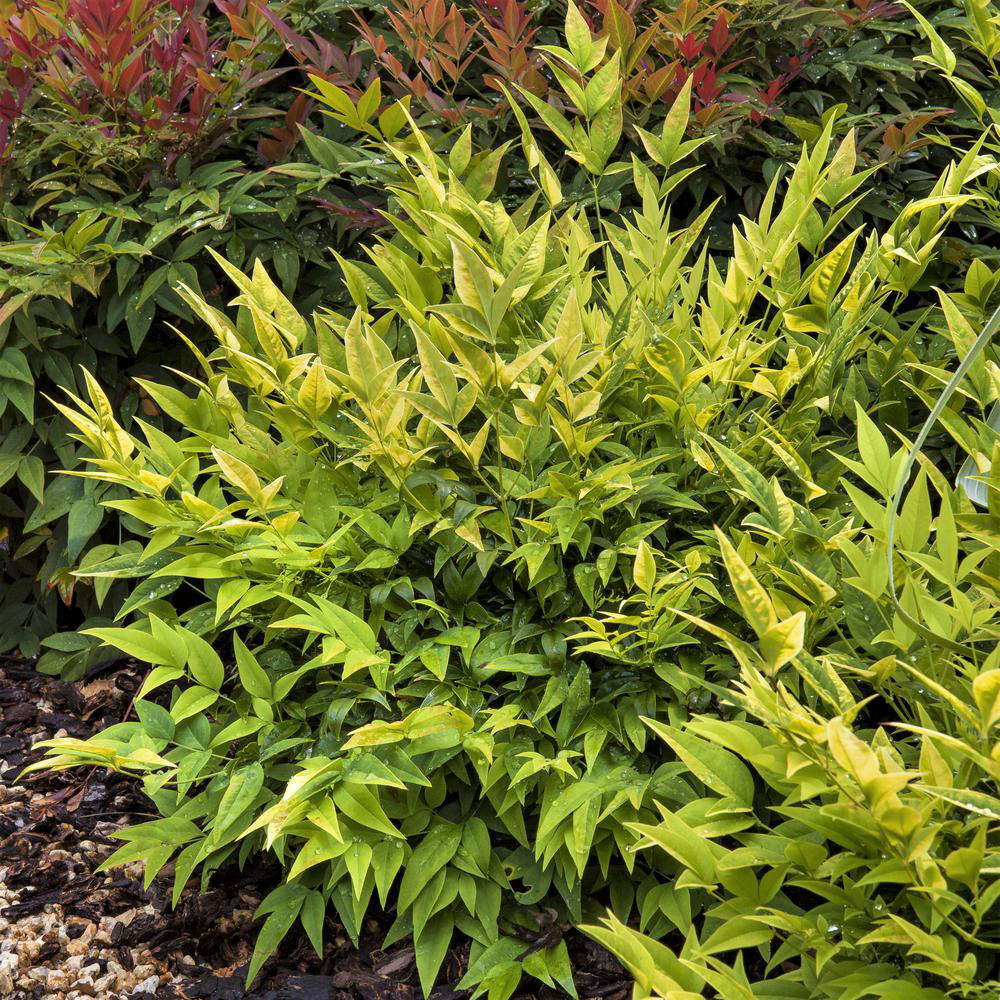 Two-gallon pots of Lemon Lime are available for $3