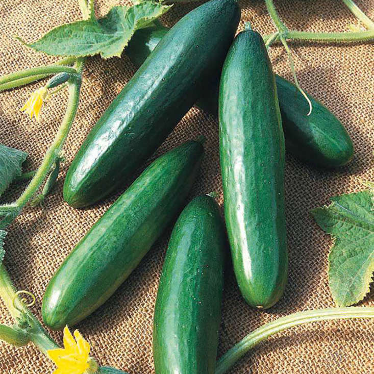 A packet of &#8\2\16;Diva&#8\2\17; Cucumber seeds has about 35 seeds and costs \$3.99 each at Gurney&#8\2\17;s Seed & Nursery Co.