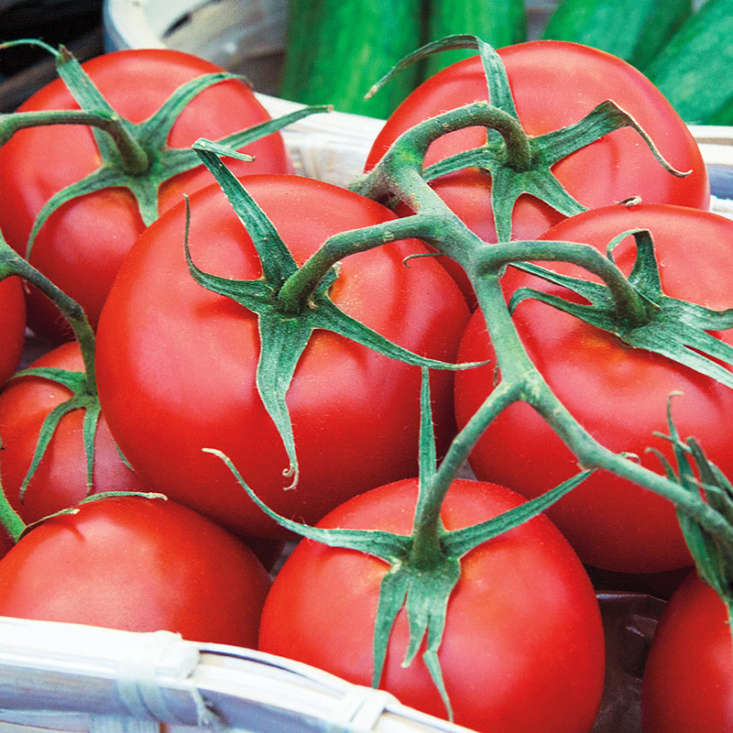 Pick a sunny spot for your tomatoes. Try &#8\2\16;Early Girl Hybrid&#8\2\17; Tomatoes for good results; a packet of approximately 30 seeds is \$5.99 at Gurney&#8\2\17;s Seed & Nursery Co.