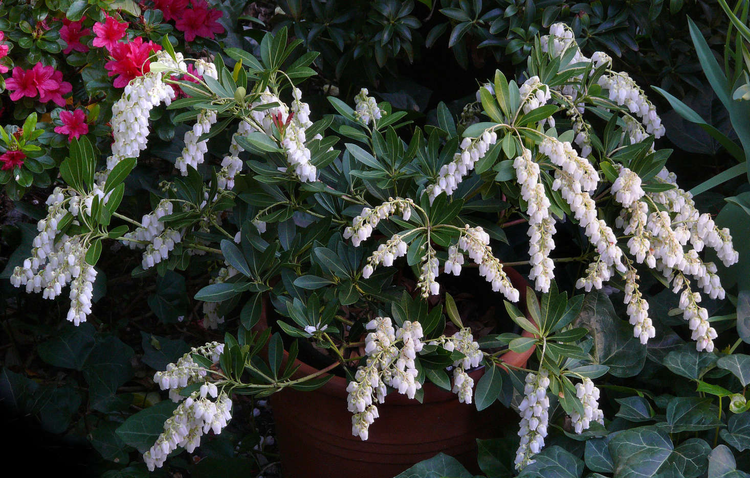 Photograph of Pieris japonica 