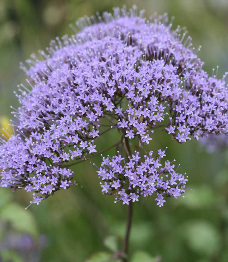 A 4-inch pot of Blue Throatwort is \$8.95 at Annie&#8\2\17;s Annuals and Perennials.