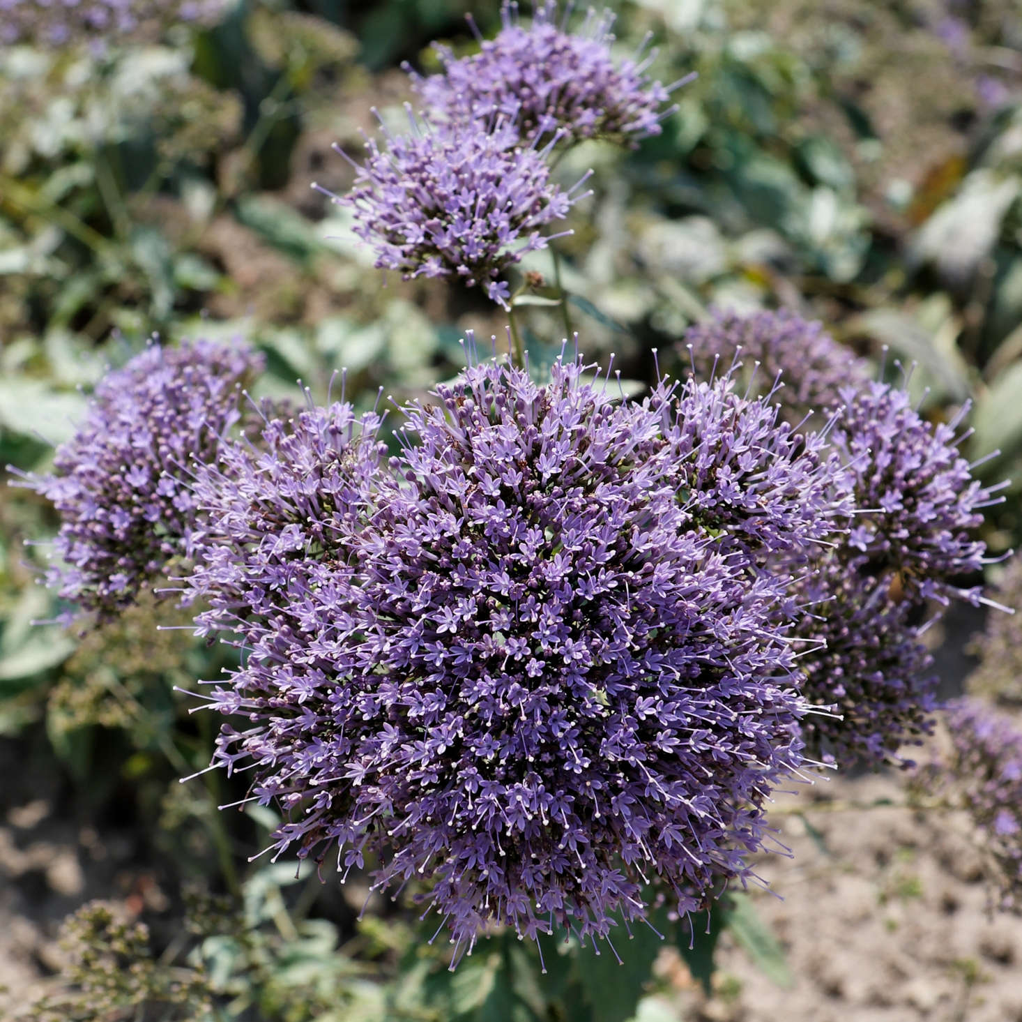 This clumping plant grows flowers that are 4 to 5 inches wide. Photograph by C T Johansson, from Wikimedia.