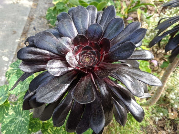 The distinguishing feature of an Aeonium arboreum is its eggplant-colored rosette; 6-inch cuttings are  \$\1\2.99 for 3, from KnightsGardenStudio on Etsy.