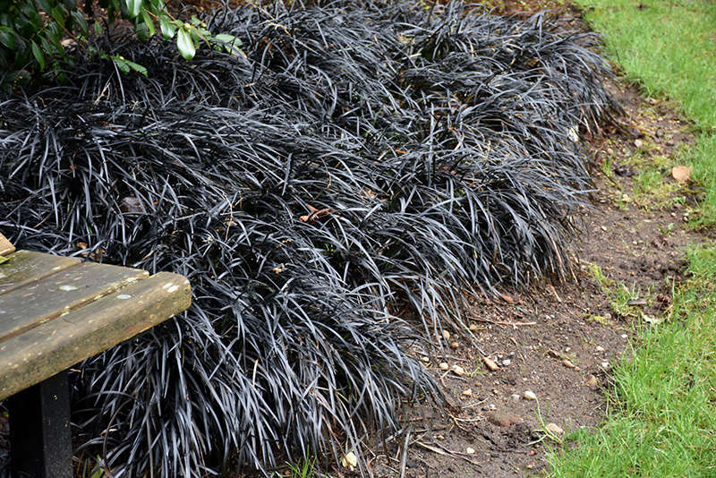 Photograph of Black Mondo Grass via Oakland Nurseries.