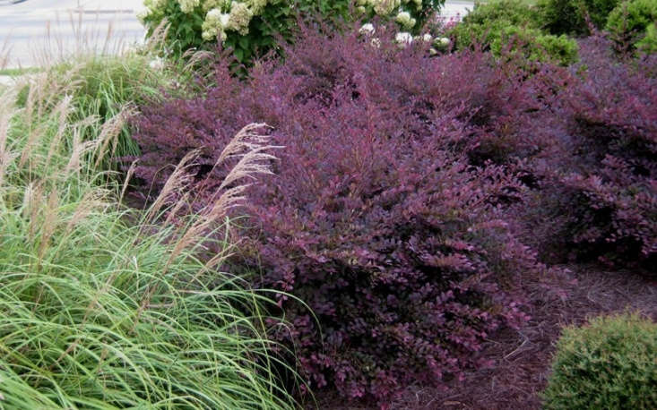 Similar to &#8\2\16;Hines Purple Leaf,&#8\2\17; the &#8\2\16;Purple Diamond&#8\2\17; is deer-, drought-, and insect-resistant; \$\23.97 for a a \2.5-quart pot.