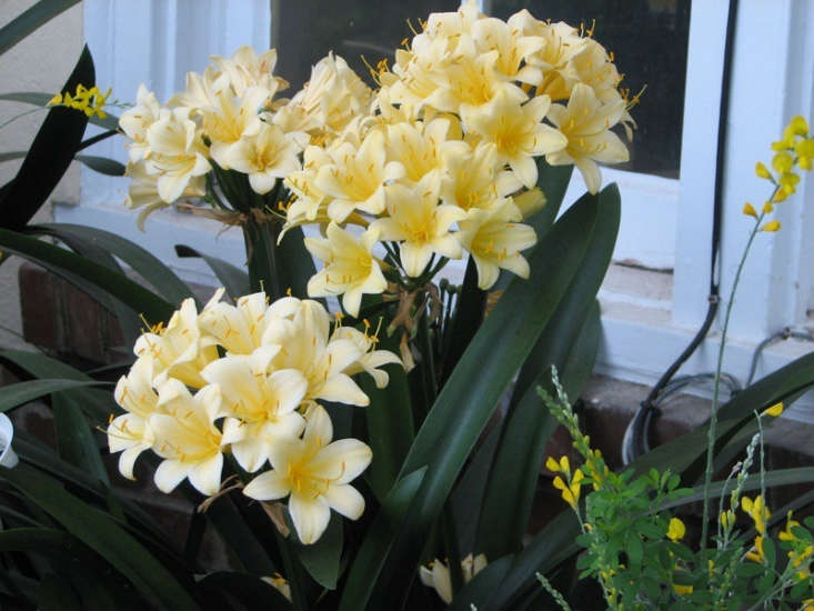  Above; Yellow Clivias are less common. Photograph by ProteinBiochemist from Flickr.