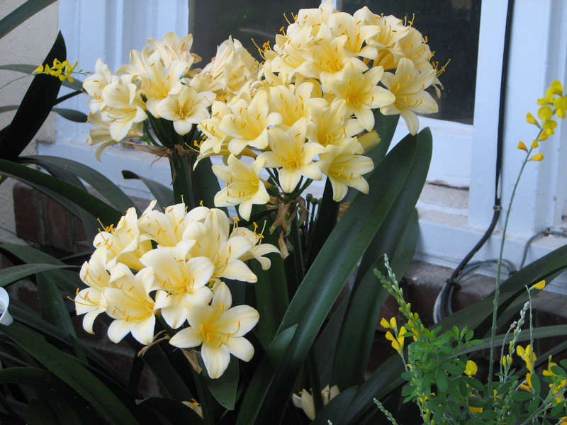 Gartenarbeit 101 Clivia Tomas Rosprim