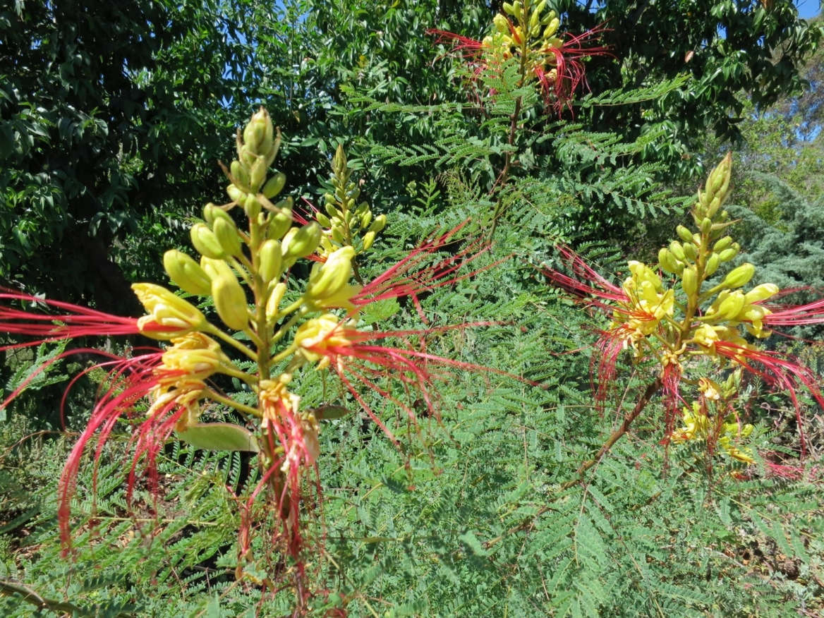10 Ideas to Steal from Baja California Gardens Gardenista