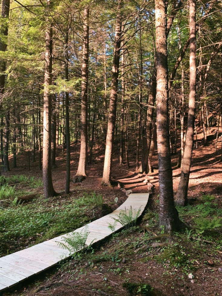 The finished boardwalk, leading into the woods.