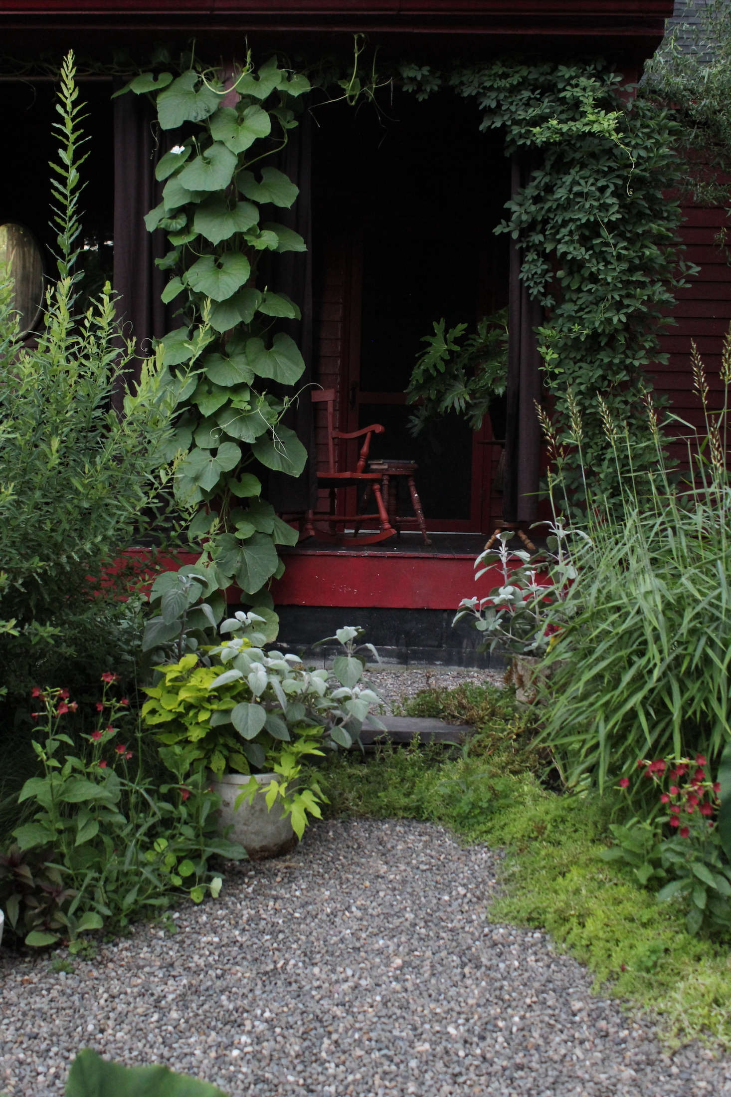 The large leaves of a climbing calabash (Lagenaria siceraria) vine help enshroud the porch. 
