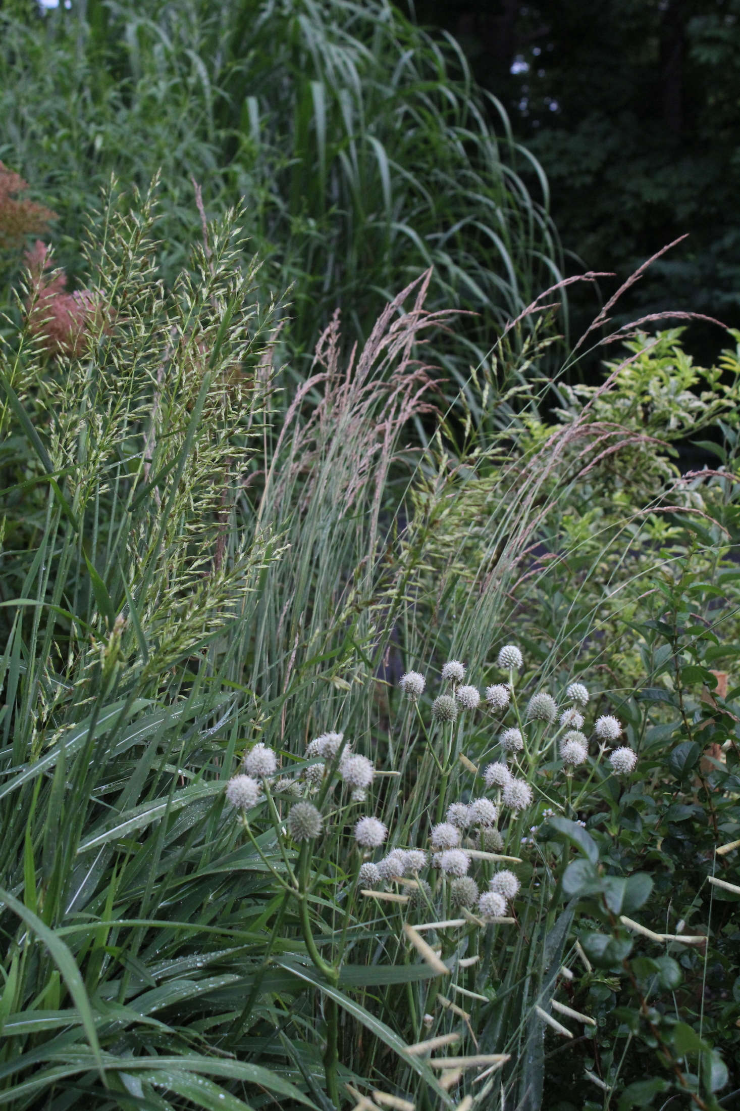 The silvery-white ball-shaped flowers of Rattlesnake Master (Eryngium yuccifolium) pop against tall grasses. (See 5 Favorites: Garden-Friendly Thistles.)