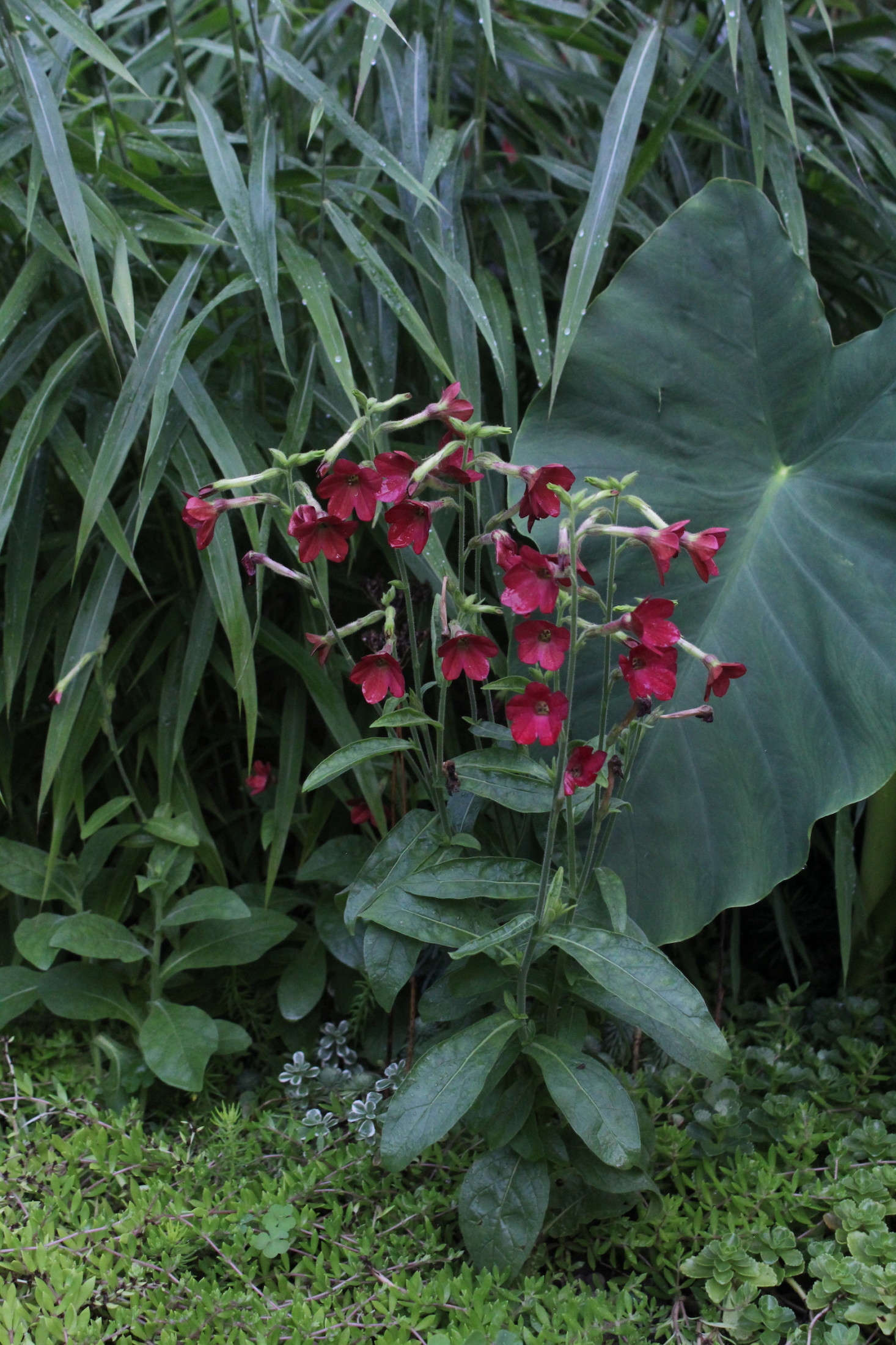 Ladylike Nicotiana 