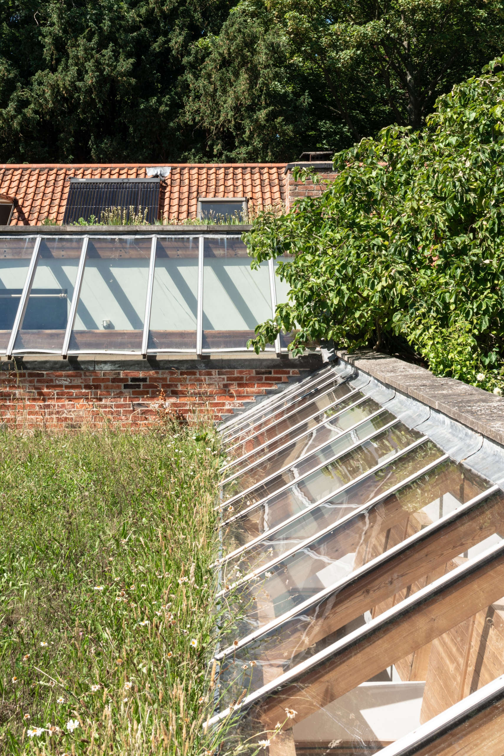 A meadow roof, with Cydonia oblongs ‘Vranja’ (Quince tree) hanging over. 