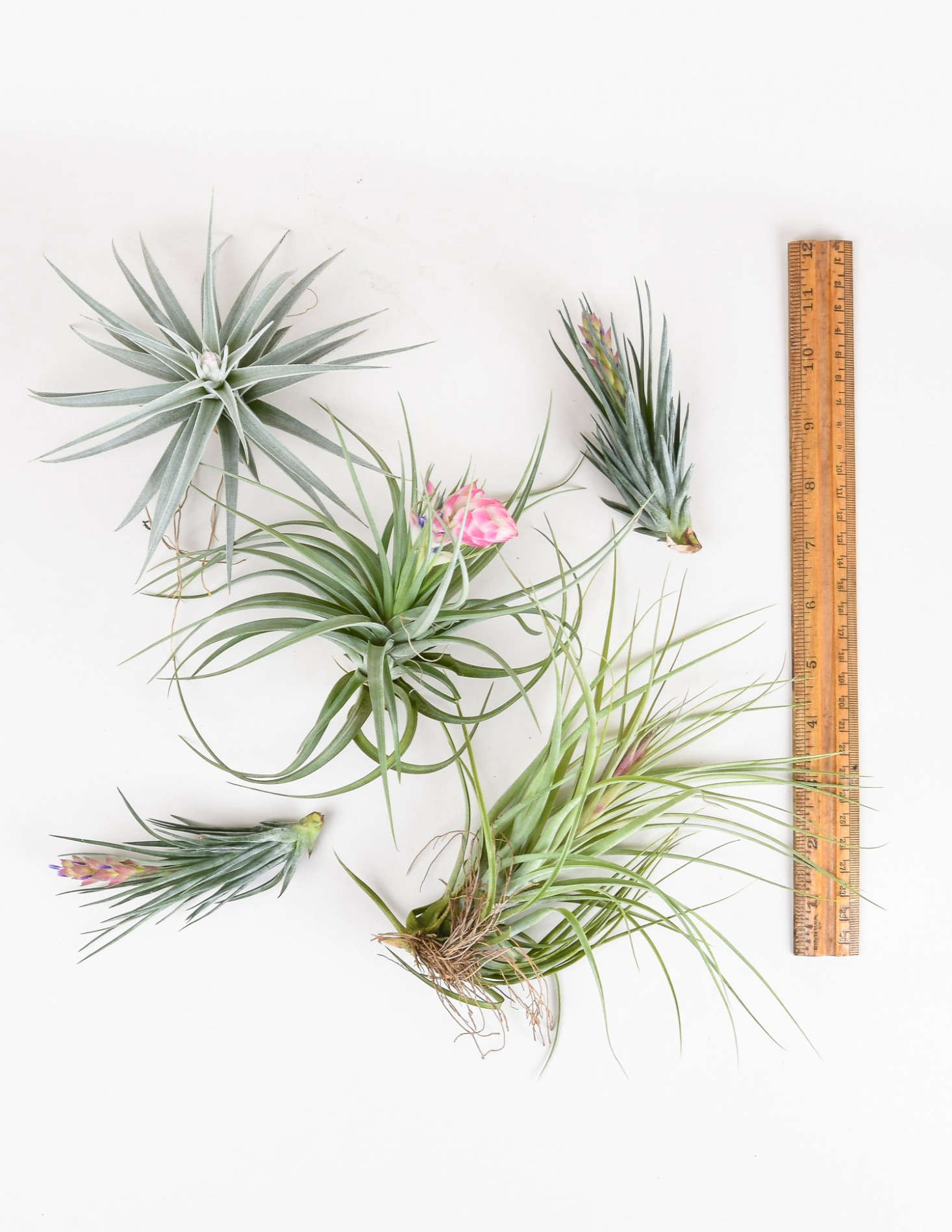 Surprise your loved one with a spiky Tillandsia that blooms; $8 each at Pistils Nursery.