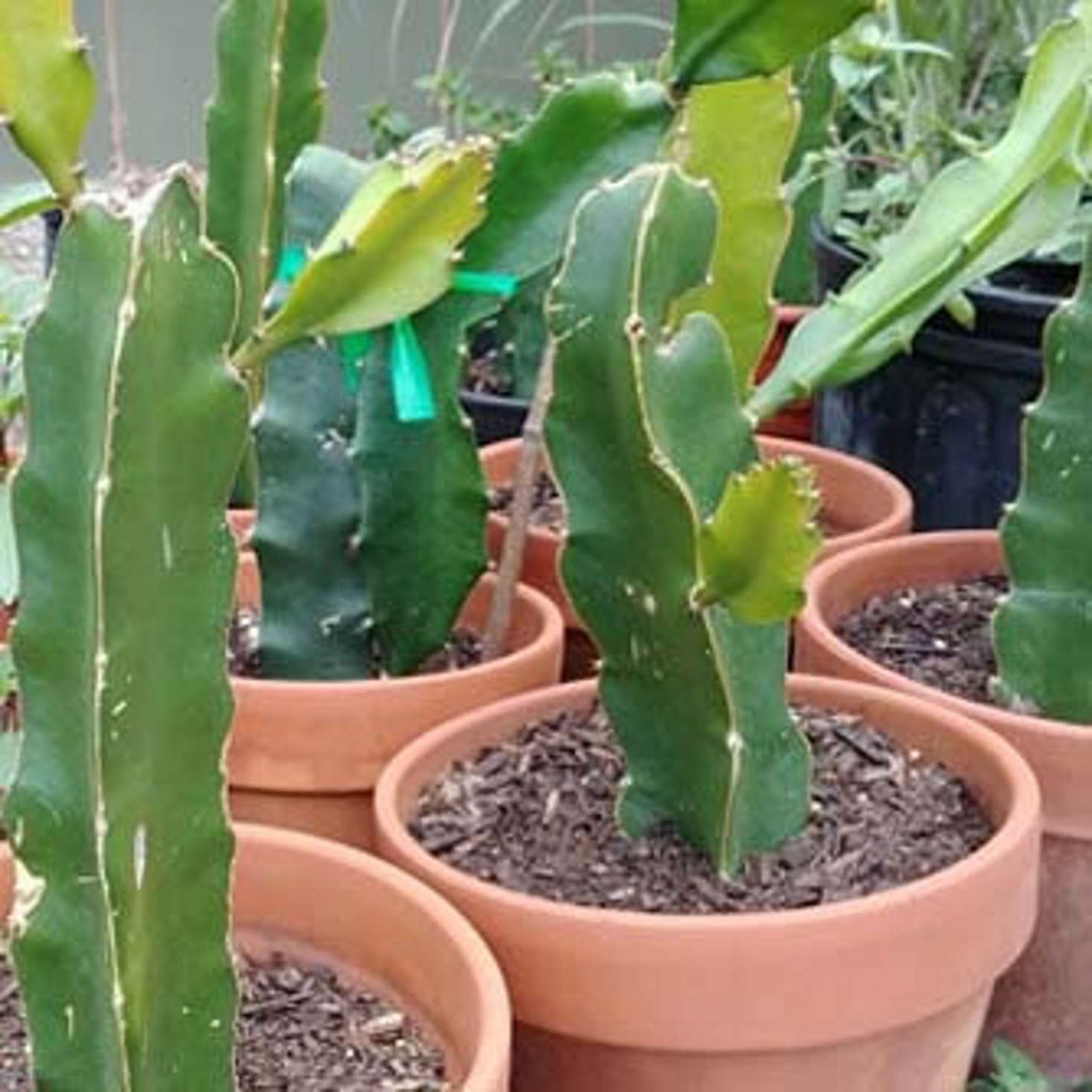 DesertNoir on Etsy sells rooted potted Dragon Fruit Plants for $9.99 to $.99 depending on the size. Fast Growing Trees sells a quart-size pot of the plant for $49.95.