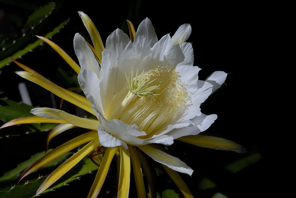 The dragon fruit plant is also known as moonlight cactus on account of its flowers that bloom only at night. Photograph by Paul Hessels via Flickr.