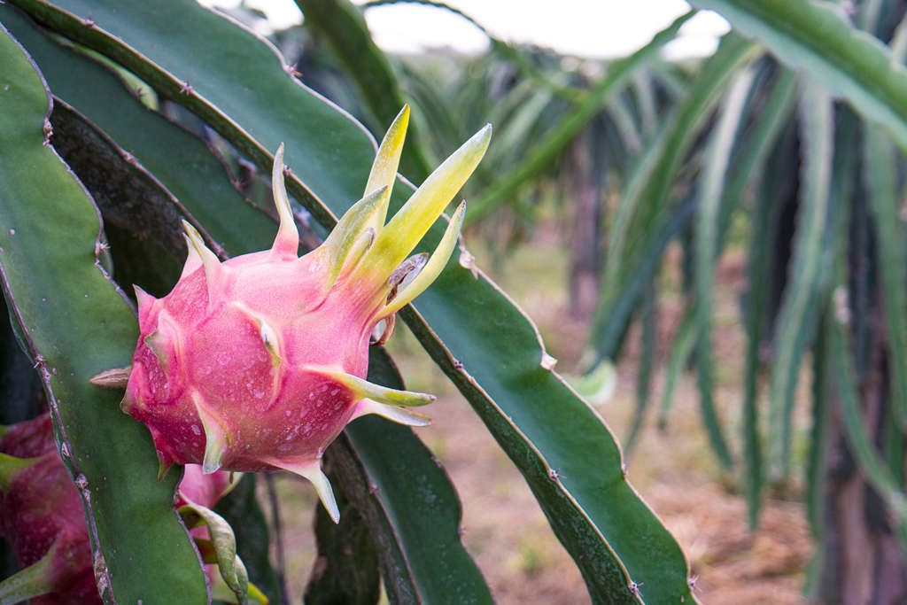 Vietnam, where this picture was taken, is one of the biggest producers of dragon fruit. Photograph by Jsthero via Flickr.