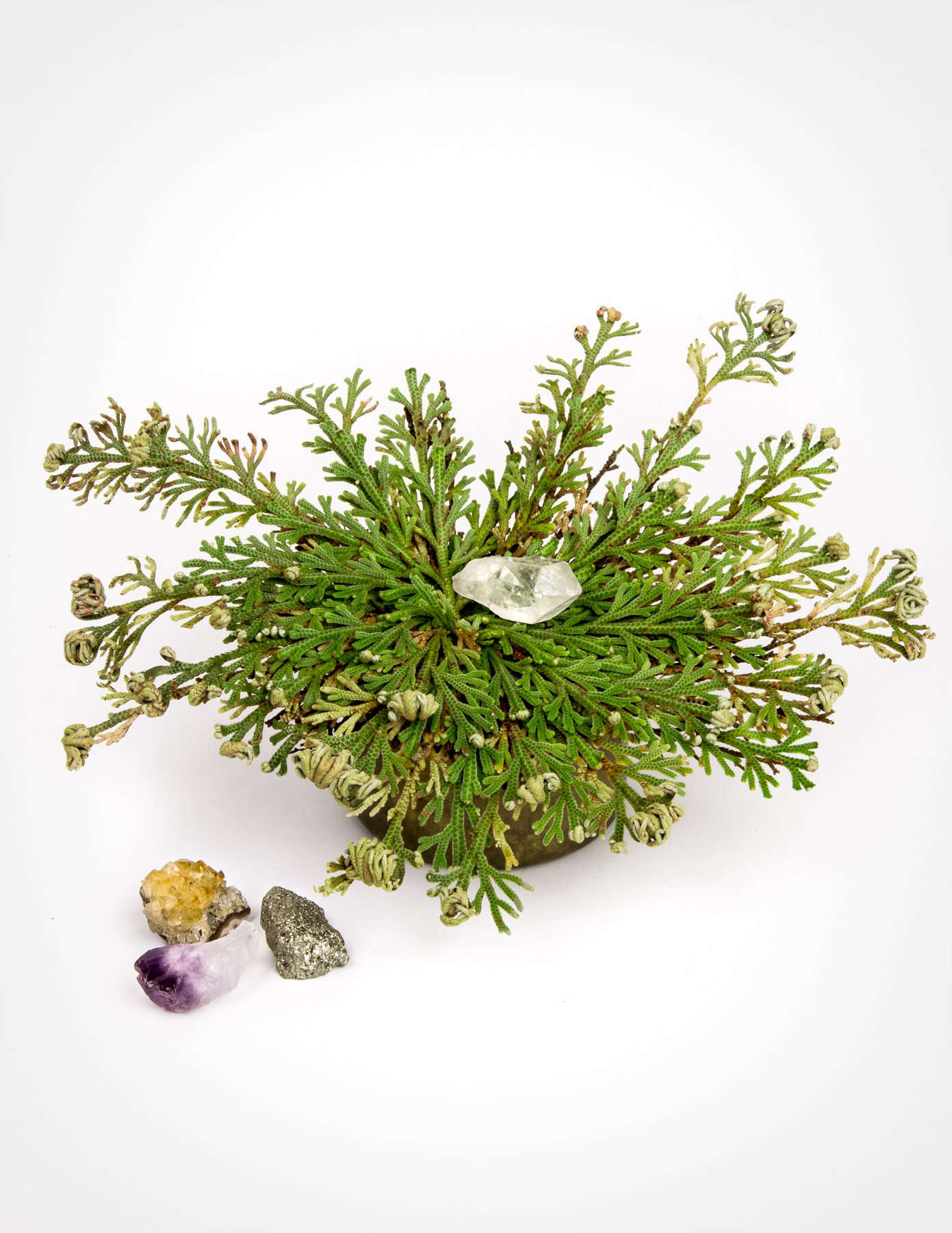 The Resurrection Plant arrives dry and curled up, hiding a secret. Place it in water and the plant unfurls to reveal a crystal. Surprise! $ at Pistils Nusery. For more on this crazy-cool plant, see The Miracle Season: A Resurrection Plant That Can Come Back to Life.