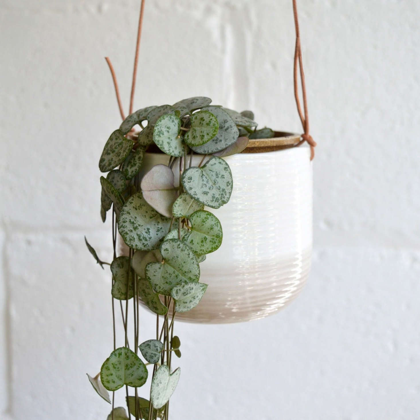 A potted String of Hearts is simply irresistible; $35 from ExoticPlantFinds on Etsy.