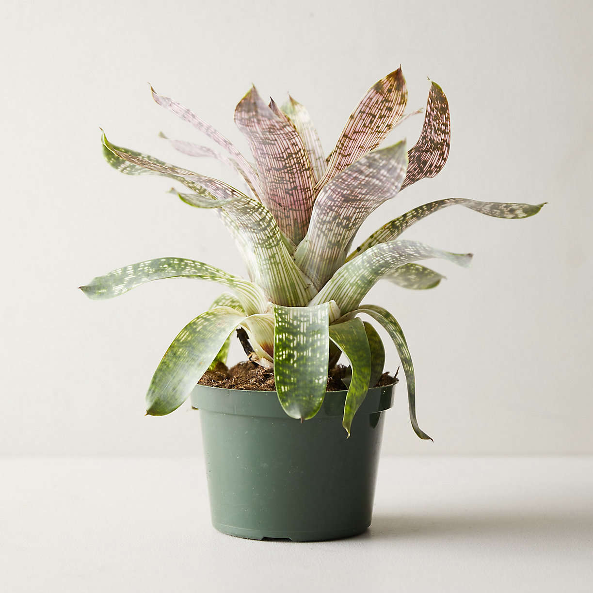 For a dramatic display of love, try this gorgeous Vriesea Nova Plant; $5