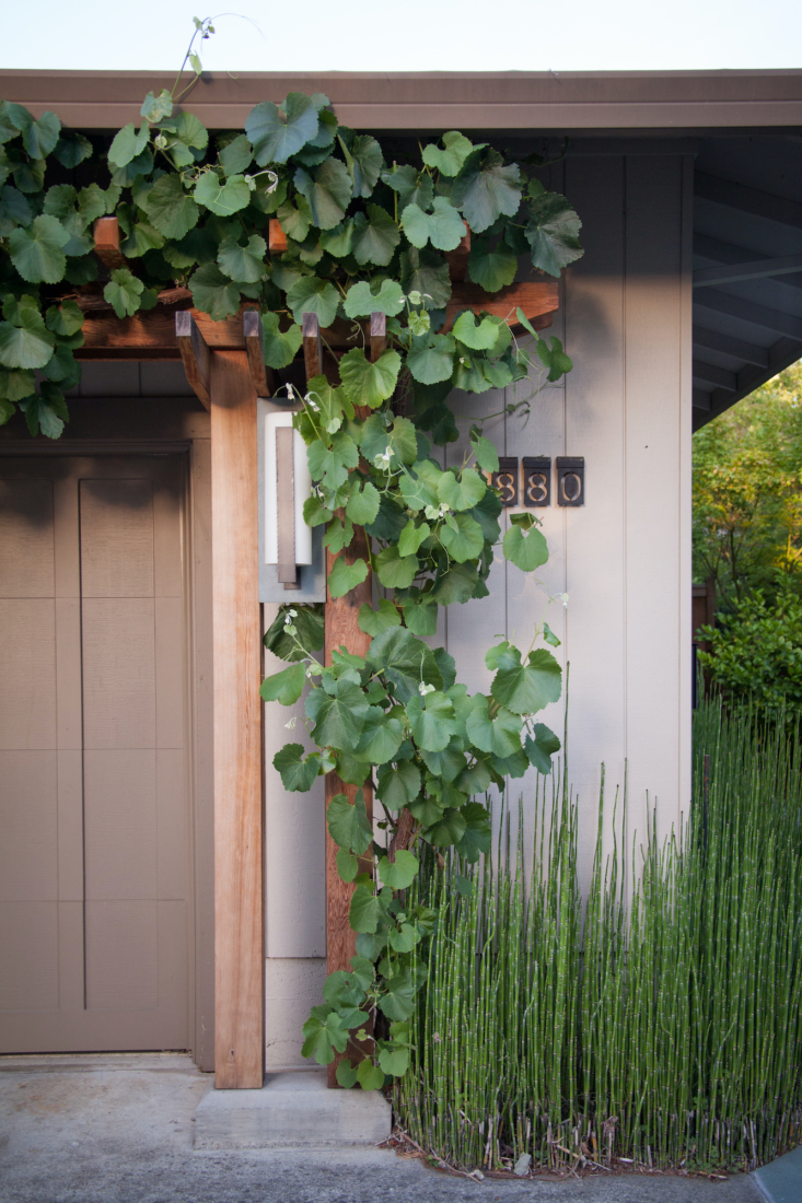 A grape vine winds and weaves its way up the Asian-inspired wood trellis.