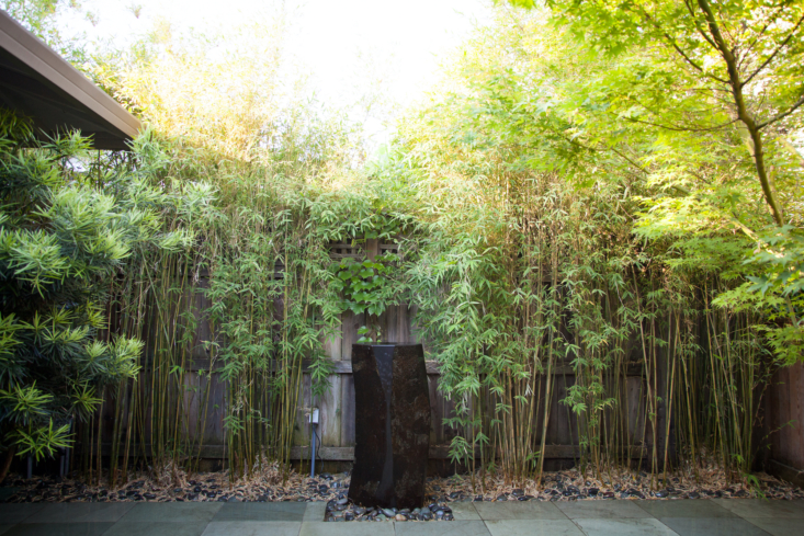 An orderly line of bamboo is the perfect backdrop to the stone water feature.