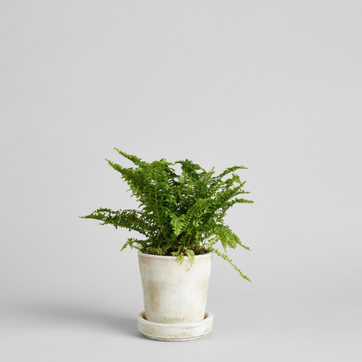 Every live houseplant ships directly from the grower and comes with a care card. Pictured here is a Boston fern.