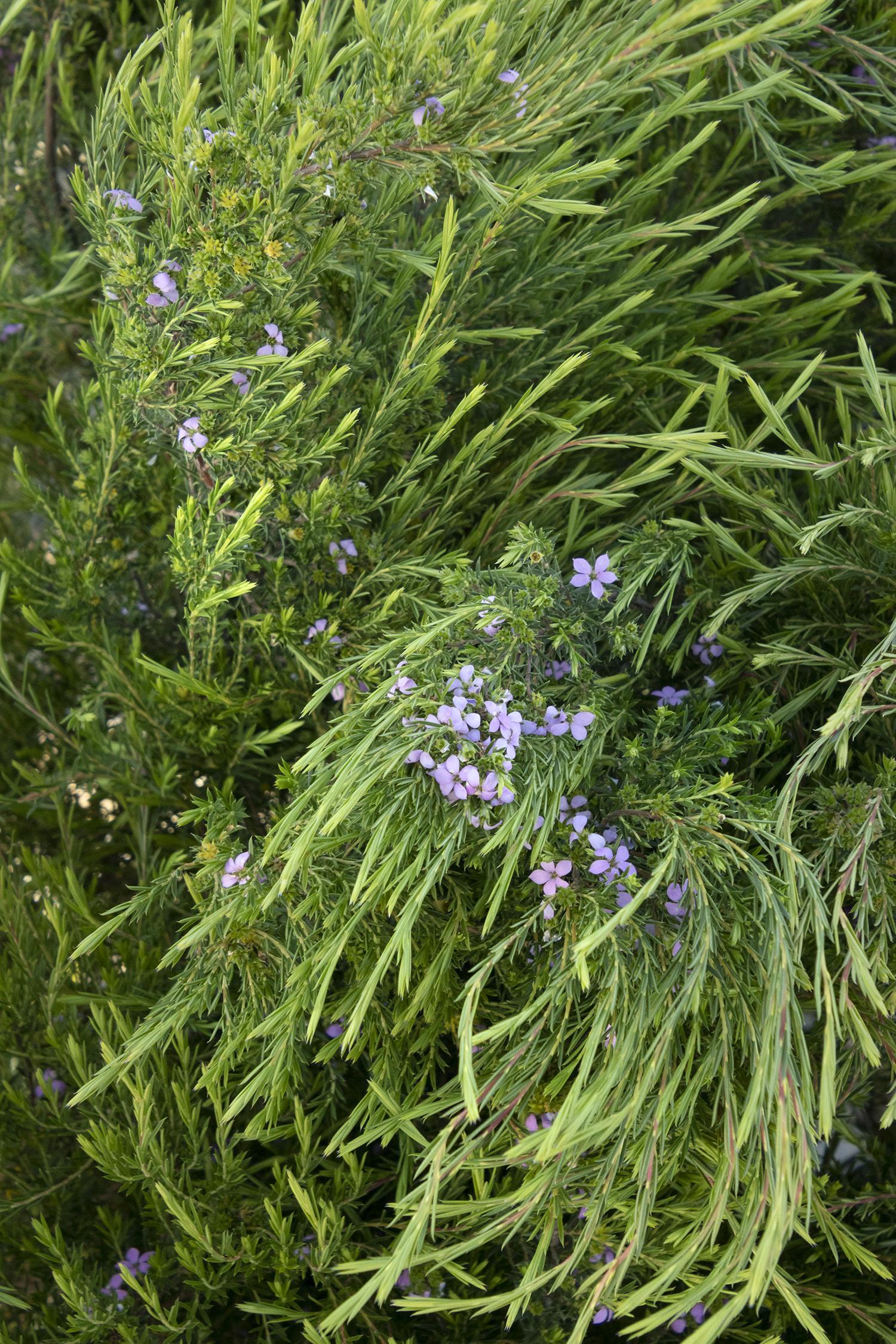 Gardening 101 Pink Breath of Heaven Gardenista