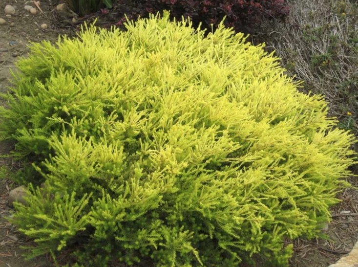 Coleonema Pulchellum 'Sunset Gold' at Ricardo's Nursery