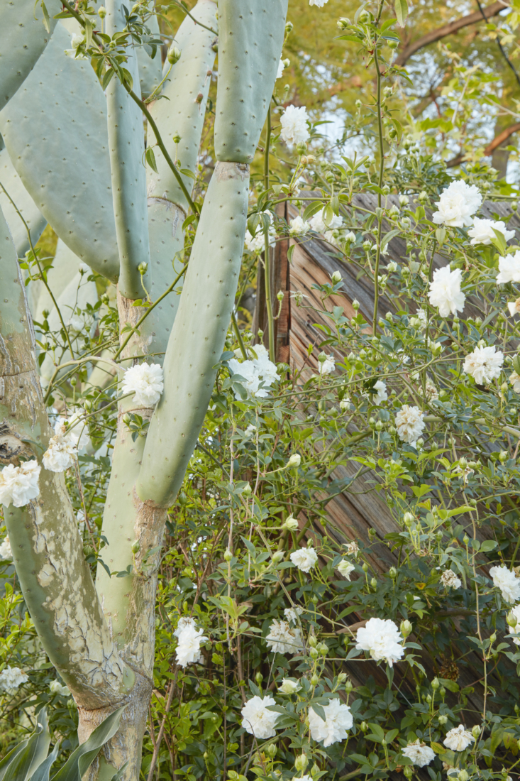 A study in contrasts: delicate white roses intertwined among an Optuntia ficus-indica &#8\2\16;Burbank Spineless.&#8\2\17;