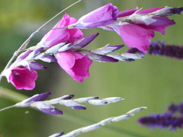 Leave plants with interesting seedheads such as this dierama to set seed.