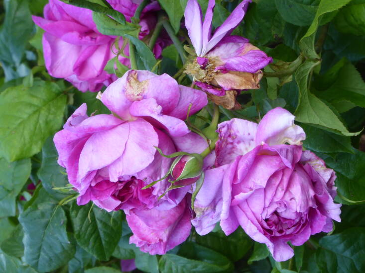 At this point with all flowers of Rosa &#8\2\20;Young Lycidas&#8\2\17; almost over cut back the whole stem down to a shoot with five leaves.