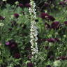 Deadheading Basics: How to Keep the Flowers Coming
