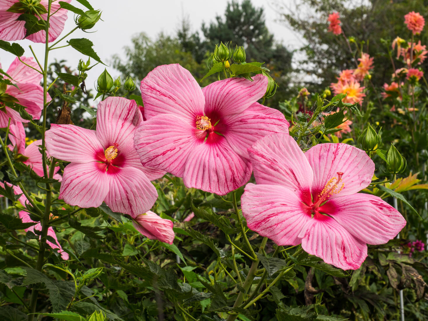 Gardening 101 Hardy Hibiscus Gardenista