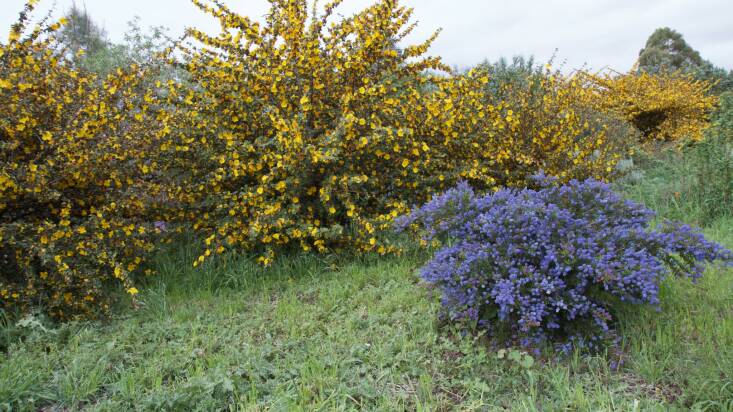 A Carmel Ceanothus in front of a flannel bush in Santa Clara, CA. Photograph by JKehoe_Photos via Flickr.