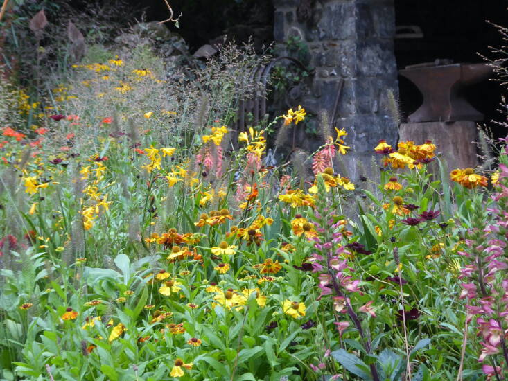 The autumn setting has been a gift to the creators of the Blue Diamond Forge garden whose delicious planting scheme of burnt orange, yellow, paprika, and chocolate was created to echo the flames inside the thatch and stone forge where a blacksmith got on with his work. Aptly red hot pokers were key in this scheme along with heleniums, rudbeckia, and crocosmia (‘George Davison’ and ‘Emily McKenzie’).