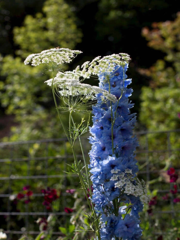Delphinium intertwined with Queen Anne\2\17;s lace. Photograph by Mimi Giboin for Gardenista, from Poppies in Paradise: A Garden Visit in Healdsburg, California.