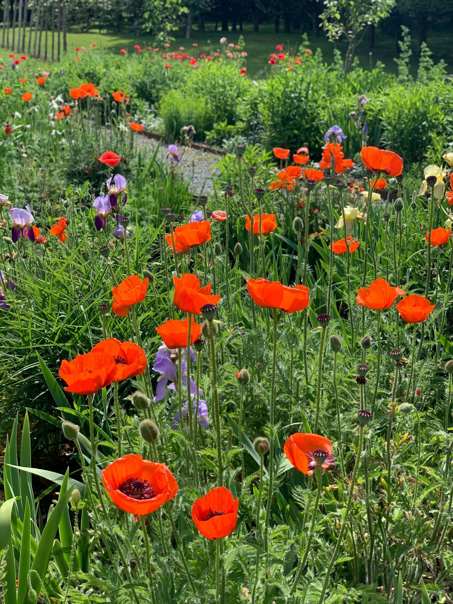 Poppies for the picking.