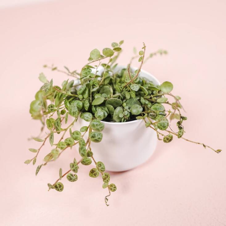 The plant is \$\27.00 on Fern Plant Shop.