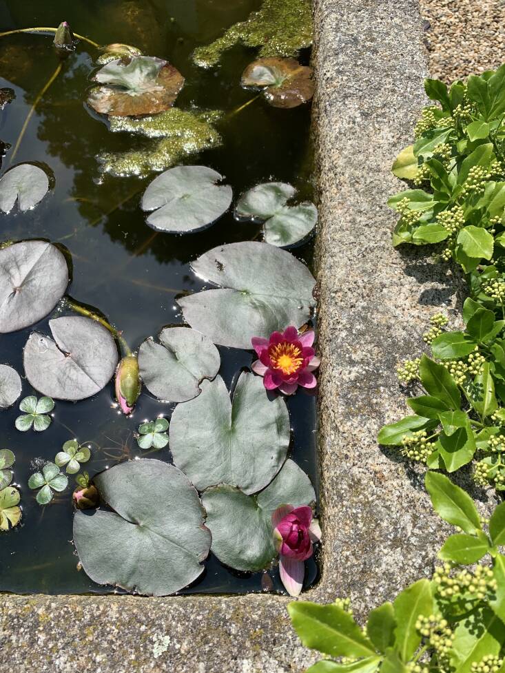 The antique stone trough in the Rill Garden is filled with delicate pink water lilies called Nymphaea ‘Giverny Red’.