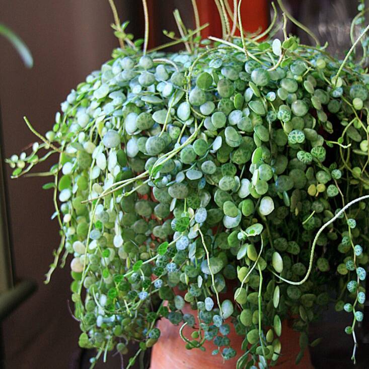 A \2.5-inch pot of string of turtles (sometimes called Creeping Peperomia) is \$\14.95 at Logee&#8\2\17;s.