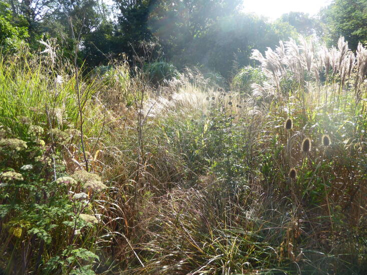 Perennial flowers, like teasels, fennel, and echinops, bring pollinators to the garden.