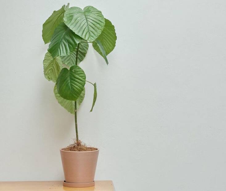 A Ficus umbellata in a clay-like pot made of recycled plastic and wood and stone powder. Photograph via The Good Pot.